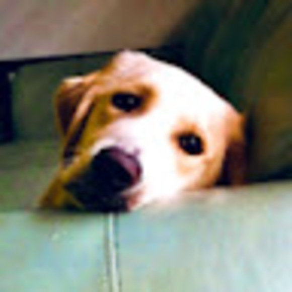 Meet your Posher, Ellie - Picture 1 of 1